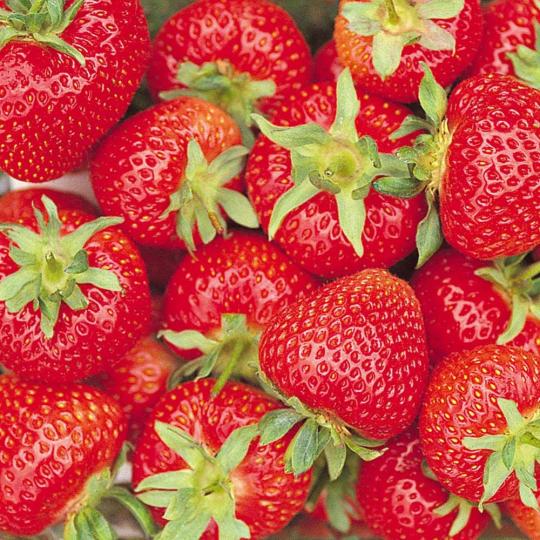 Клубника "ФЛОРЕНС" (6 шт.)
